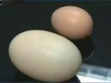 湘潭母雞產185克巨蛋超吉尼斯紀錄