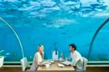 馬爾代夫：與鯊魚共舞 全球首個水下餐廳亮相