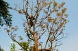 75歲老太摘香椿 隻身爬上大樹