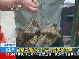 福建泉州：台胞直航返乡 码头品尝家乡肉粽