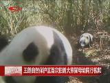 曝大熊猫母幼同行珍贵视频