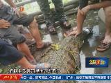老人河裡捕獲2米多長鱷魚