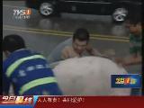 实拍：4头猪被送往屠宰场路上跳车被抓回