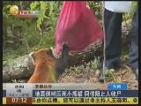 地震倒樹壓死小熊貓 同伴阻止人收尸