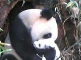 红外相机记录到野生熊猫 专家：幼仔很健康
