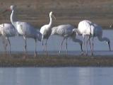 两千只白鹤抵达莫莫格湿地