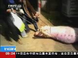 江西高安一些养猪场将病死猪偷卖给猪贩