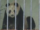 圈養大熊貓感染犬瘟熱